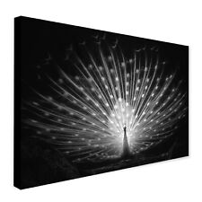 White peacock black for sale  PLYMOUTH