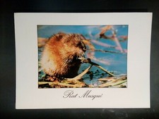 Cpm postcard musk d'occasion  Expédié en Belgium