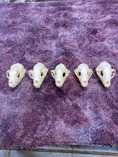 raccoon skull for sale raccoon skull for sale Ellis