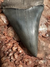 2.55 carcharodon white for sale  Ripley