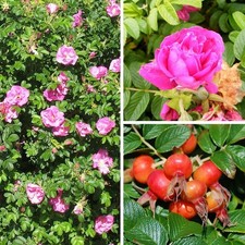 Rosa rugosa roseraie d'occasion  Pouzauges