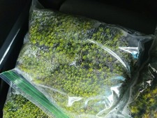 Live star moss for sale  Cedar City