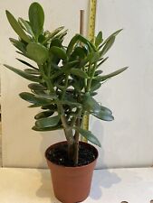 Money tree jade for sale  WELLING