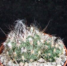 Turbinicarpus saueri flowering for sale  EASTBOURNE