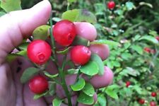 Vaccinium parvifolium seeds for sale  North Bend