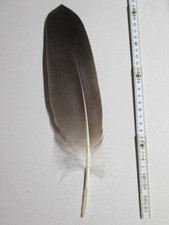Adlerfeder seeadlerfeder schwu gebraucht kaufen  Bayreuth