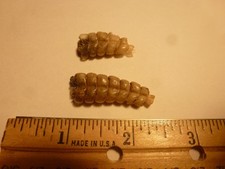 Rattlesnake rattles diamondbac for sale  Bend
