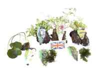 Lincolnshire pond plants for sale  MARKET RASEN