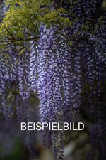 Wisteria glyzinie blauregen gebraucht kaufen  Hitzacker