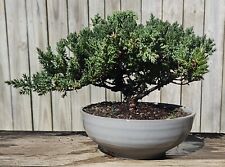 Japanese dwarf juniper for sale  Fort White