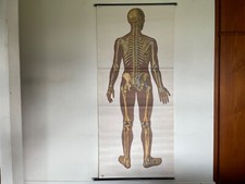 Vintage full body for sale  SCARBOROUGH
