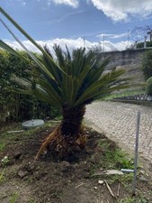 Vendo splendida cycas usato  Diano San Pietro