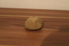 Seeigel versteinerung fossil gebraucht kaufen  Bad Segeberg