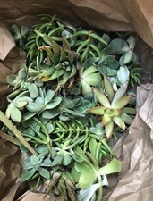 Beautiful colorful healthy for sale  San Diego