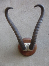 Springbock trophäe antilope gebraucht kaufen  Hof