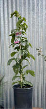 Passiflora edulis possum for sale  Oroville