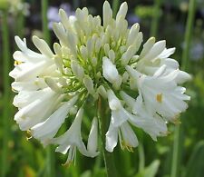 New agapanthus blittza for sale  BALLYMENA