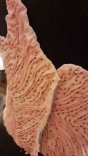 Corset rosa chiffon usato  Siracusa