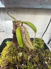 Nepenthes dactylifera logging for sale  Honolulu