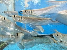 Silver arowana live for sale  Brooklyn