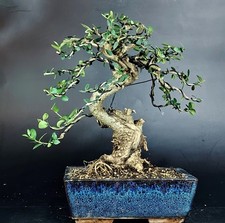 Shohin bonsai olivastro usato  Cison di Valmarino