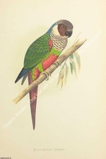 Print parrots captivity for sale  SHREWSBURY