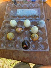 Alabaster marble eggs for sale  Veneta