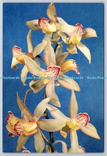 D318579 cymbidium flowers. for sale  WARLINGHAM