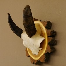Mufflon mini widder gebraucht kaufen  Nagel