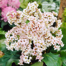 Bergenia bressingham white for sale  UK