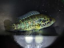 Managuense jaguar cichlid for sale  Wimauma