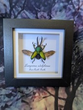 Saw tooth beetle for sale  SALISBURY