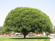 Four globe willow for sale  Russell