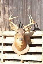 Vintage taxidermy stag for sale Vintage taxidermy stag for sale  EDENBRIDGE