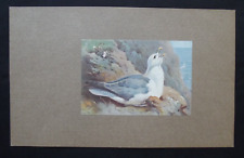 Vintage print fulmar for sale  HAYLING ISLAND