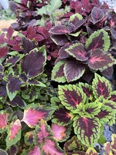 Different types coleus for sale  Delta