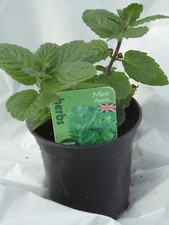 Apple mint mentha for sale  UK