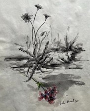 Usado, JOHN BURT TINTA AUSTRALIANA "FLOR DE PRAIA COSTEIRA INVERLOCH VICTORIA" 1990 comprar usado Usado, JOHN BURT TINTA AUSTRALIANA "FLOR DE PRAIA COSTEIRA INVERLOCH VICTORIA" 1990 comprar usado  Enviando para Brazil