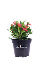 Pianta euphorbia milii usato  Santeramo in Colle