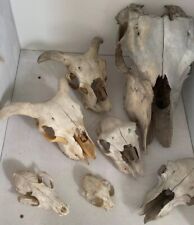 Collection animal skulls for sale  LONDON