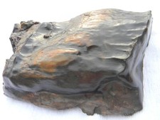Holz versteinert 24cm gebraucht kaufen  Hannover