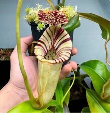 Nepenthes burbidgeae for sale  Shipping to Ireland