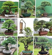 Bonsai mixed tree for sale  NOTTINGHAM