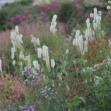Bottle brush plant for sale  LEICESTER