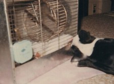 1960s dog watching d'occasion  Expédié en Belgium