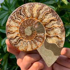 369g raro tentacolo usato  Spedire a Italy