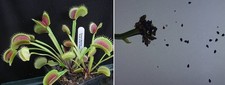 Semi dionaea muscipula usato  Grumo Appula