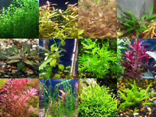 50x aquarium plant for sale  Lincoln