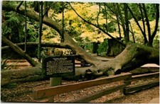 Muir woods fallen for sale  Southampton