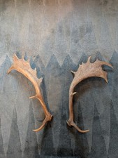 Pair fallow deer for sale Pair fallow deer for sale  TONBRIDGE